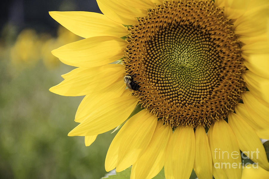 Sunflower Photograph by Debra Fedchin