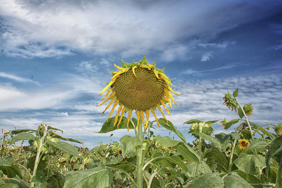 Sunflower Photograph by Debra Forand