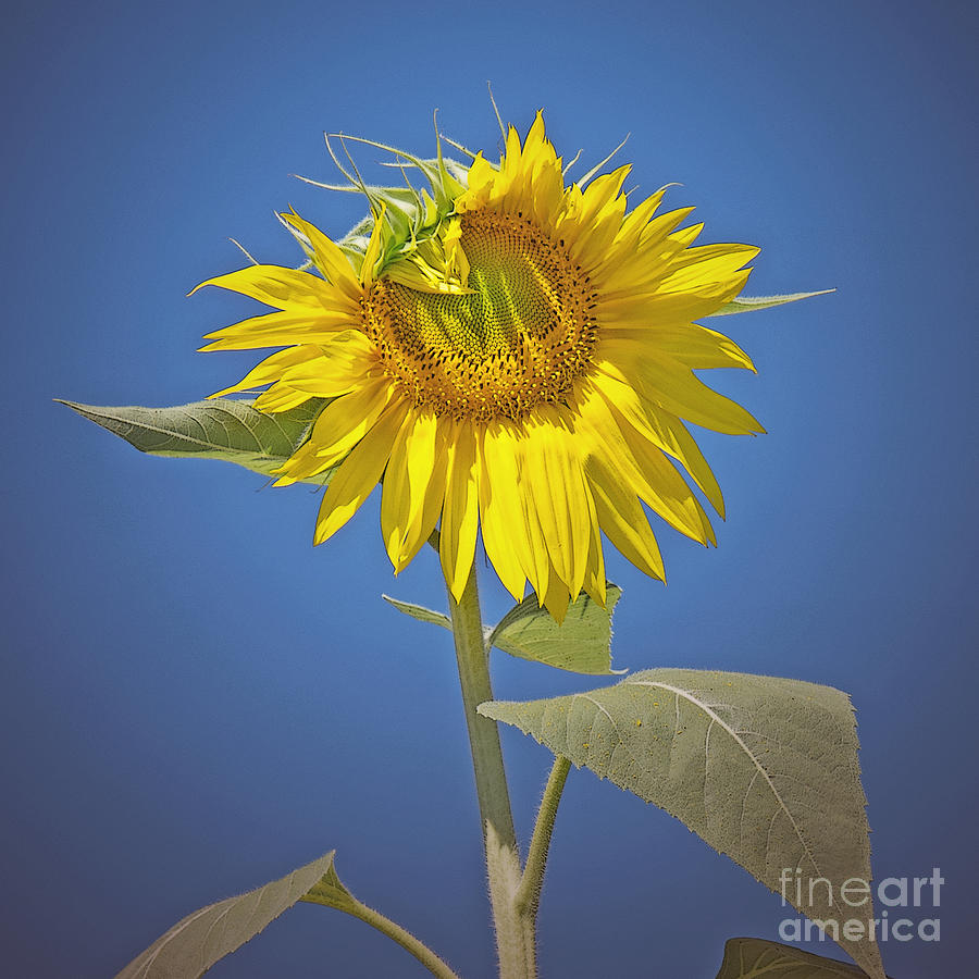 Sunflower Photograph - Sunflower Delight by Ann Horn