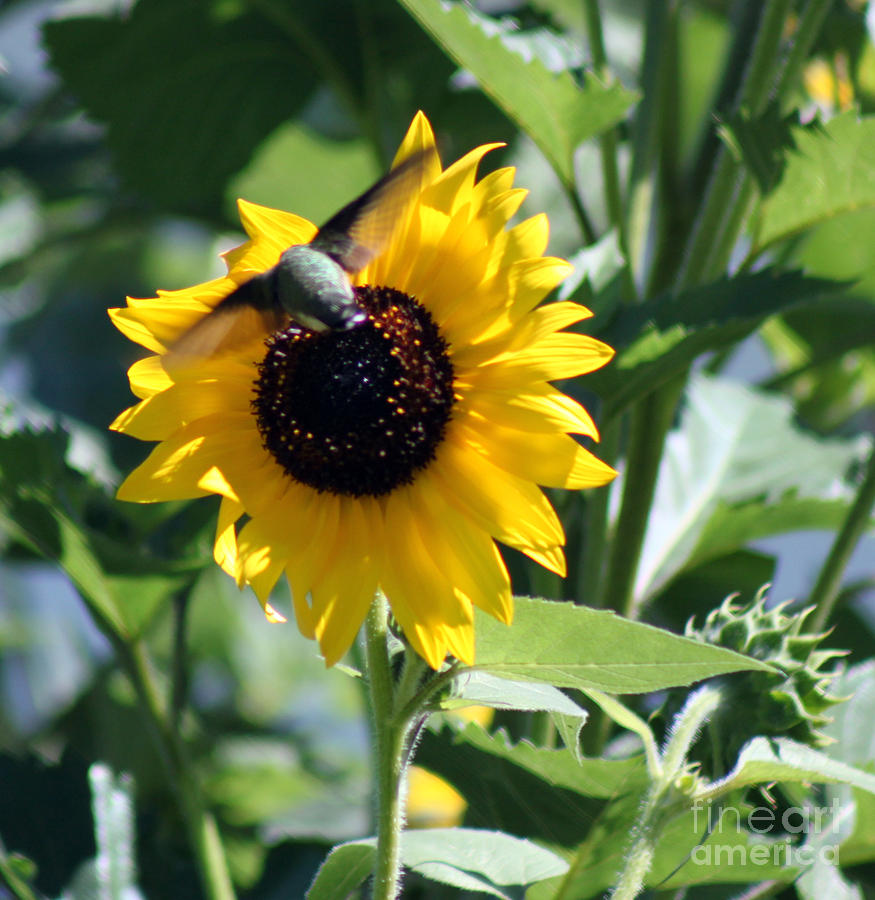 Sunflower Photograph - Sunflower Delight by Cathy Beharriell