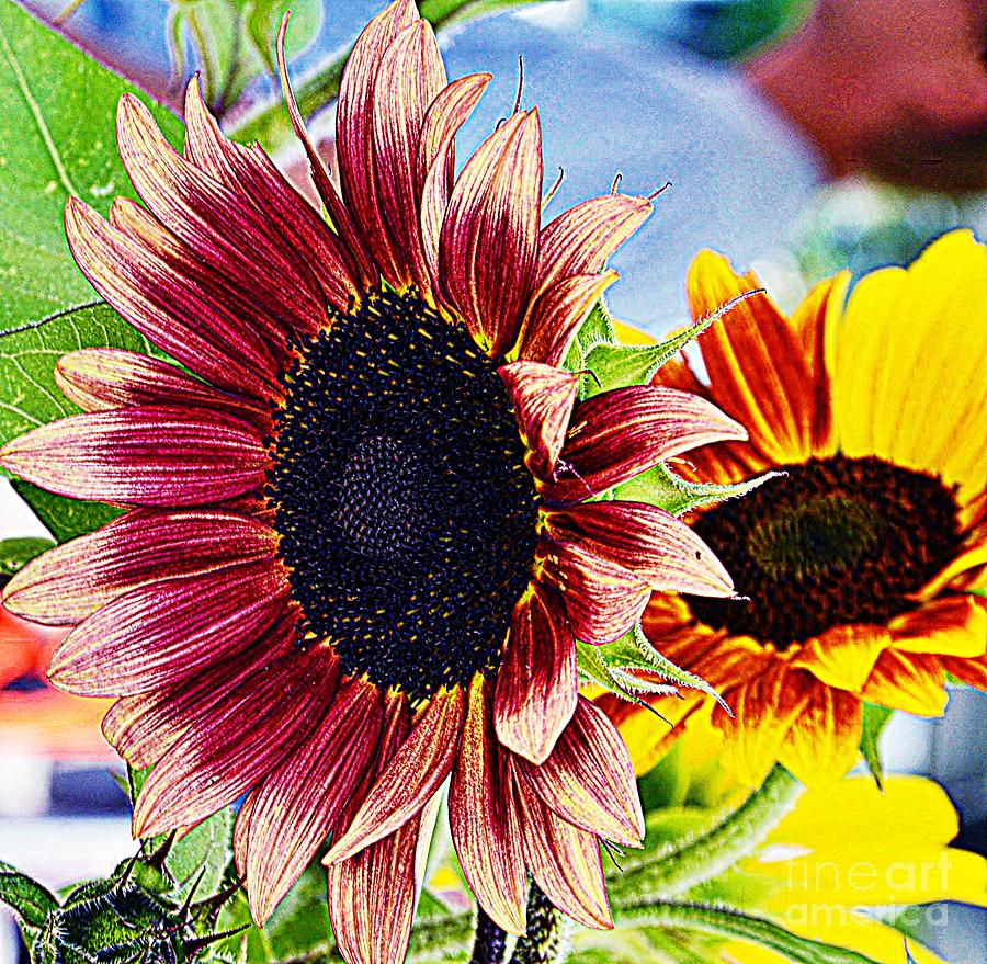 Sunflower Delight Photograph by Kathleen Struckle - Fine Art America