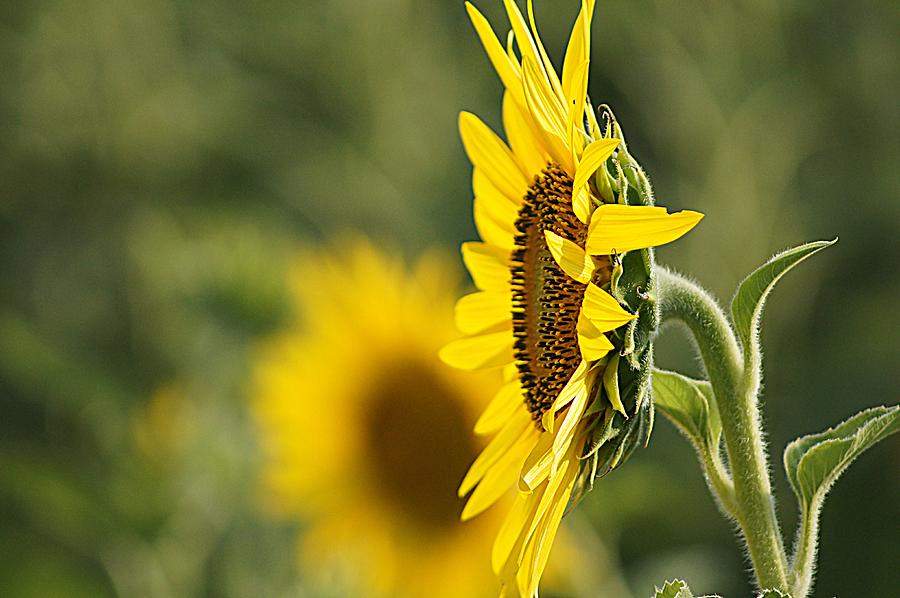 Sunflower Delight Photograph by Kathy Churchman