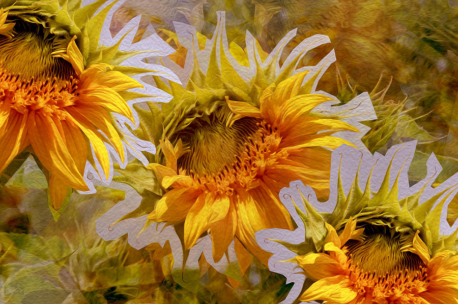 Sunflower Photograph - Sunflower Delight by Lynda Lehmann