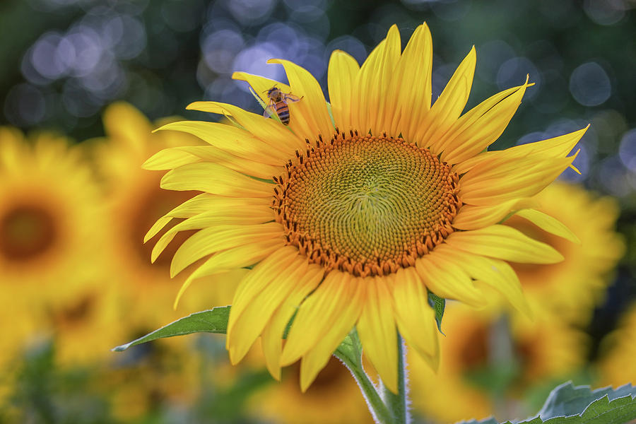 Sunflower Detail Photograph by Kristen Wilkinson