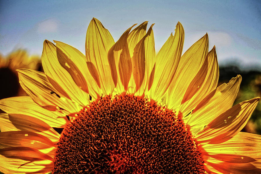 Sunflower Detail No. 2 Photograph by Roger Passman