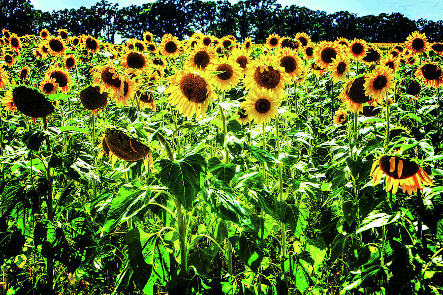 Sunflower Detail No. 4 Photograph by Roger Passman