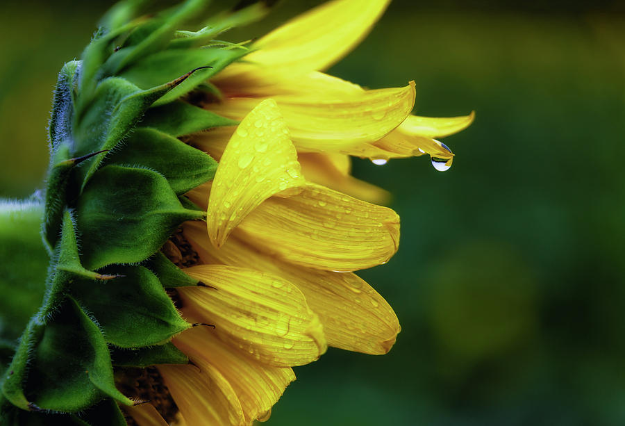 Sunflower Dewdrop Photograph by C  Renee Martin