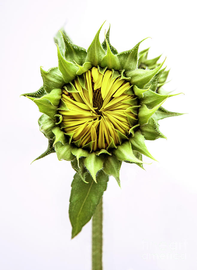 Sunflower Photograph by Diane Diederich