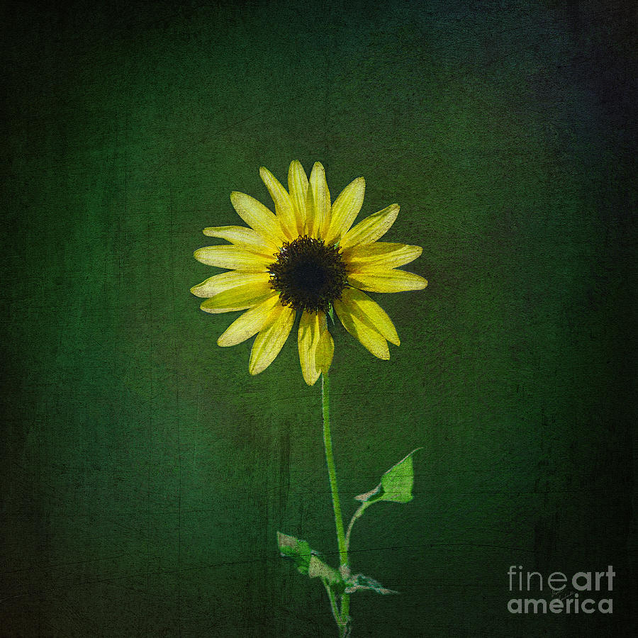 Sunflower Photograph by Diane Macdonald