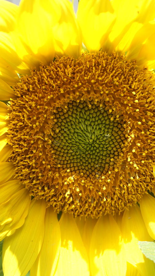 Sunflower  Photograph by Floral Notes  By D