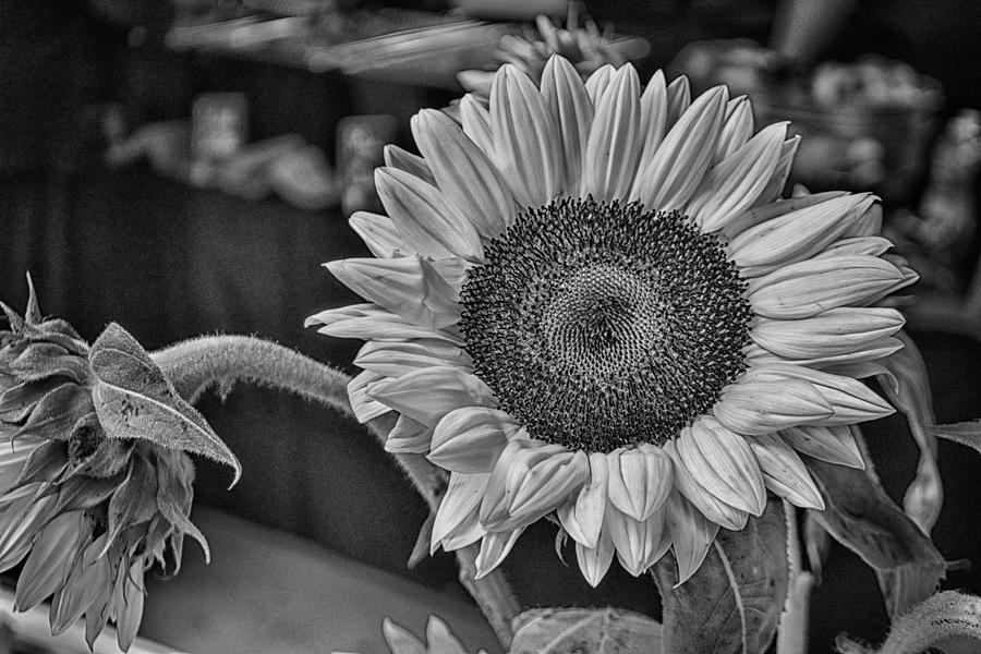 Sunflower  Photograph by Dick Hudson