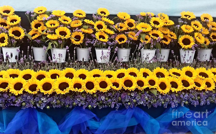 Sunflower Display Photograph by Joan-Violet Stretch