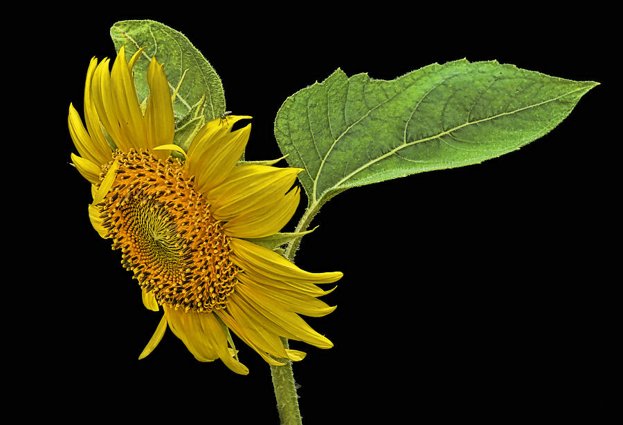 Sunflower Photograph by Don Durfee