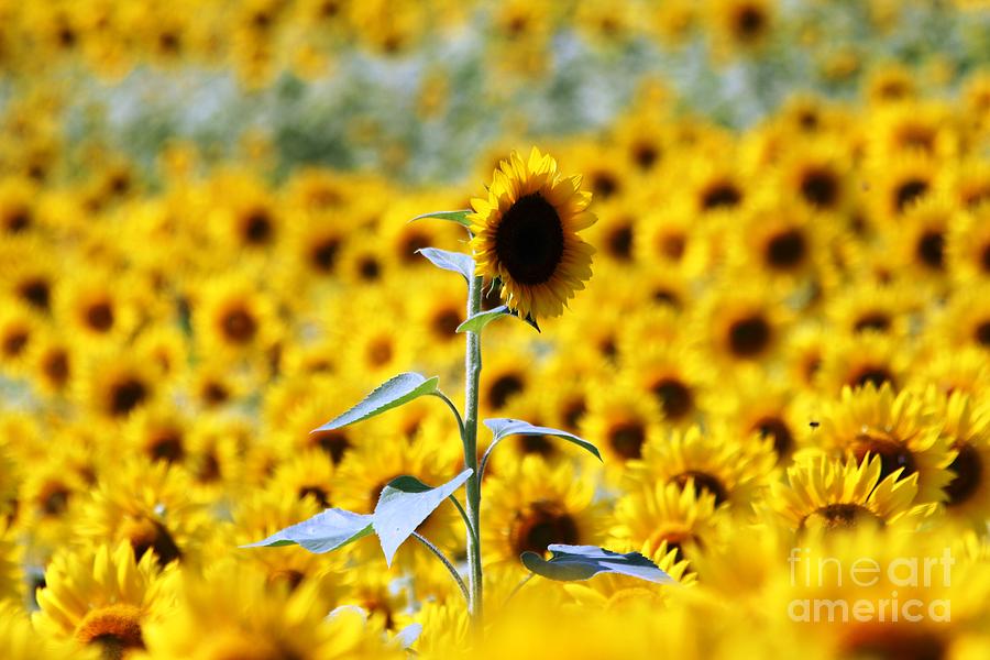 Sunflower Photograph by Donn Ingemie