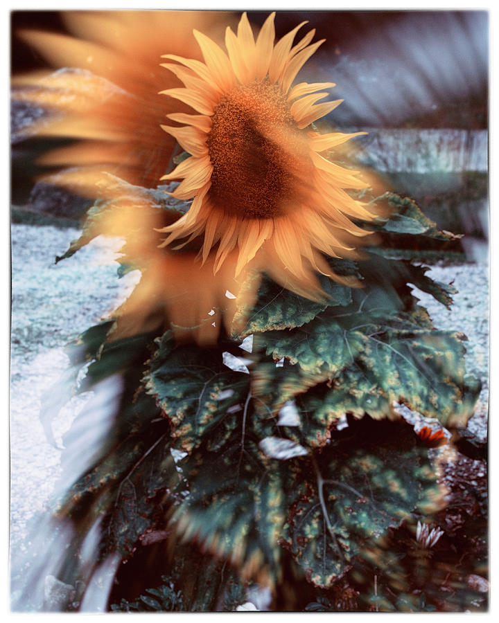 Sunflower Double Exposure Photograph by Lawrence Knutsson
