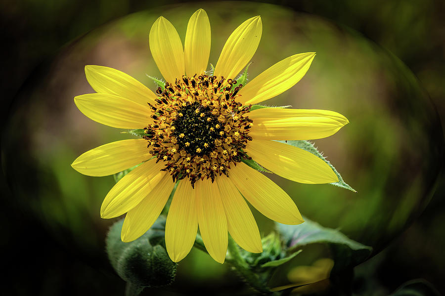 Sunflower Photograph by Doug Long