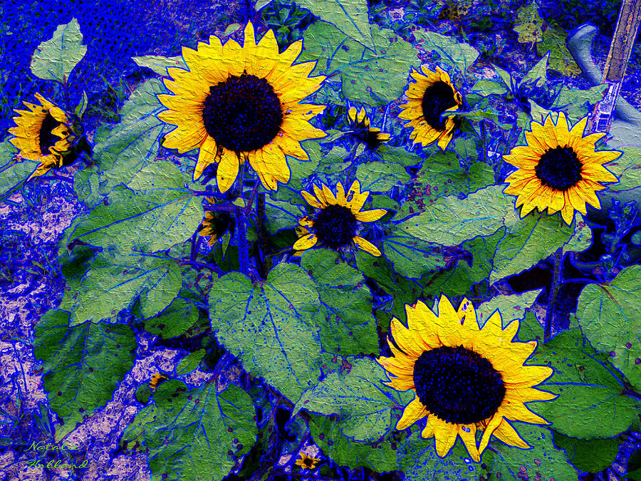Sunflower Dream Photograph by Natalie Holland