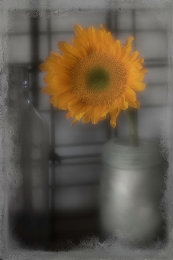 Sunflower Dream Selective Color Photograph by Teresa Wilson