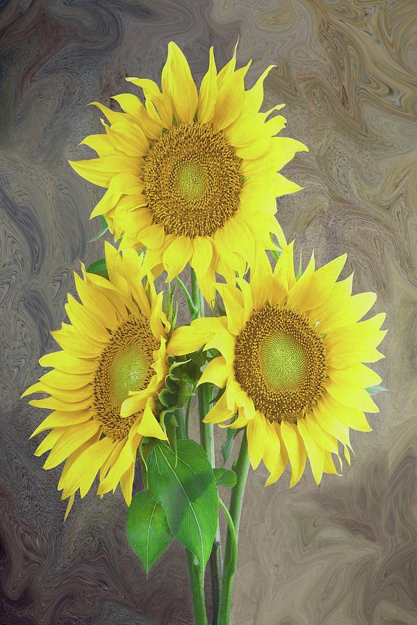 Sunflower Dreaming Painting by David Dehner