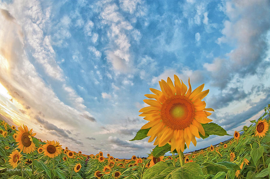 Sunflower Dreams Photograph by Jennifer Crites Fine Art America