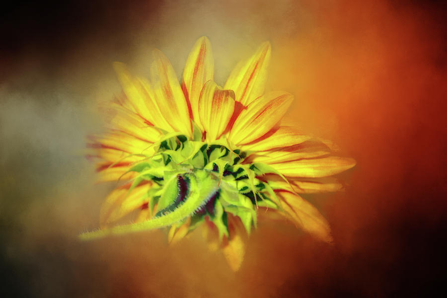 Sunflower Drift Digital Art by Terry Davis