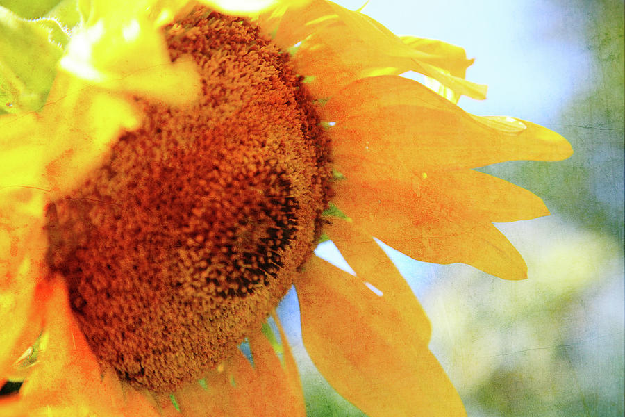 Sunflower drops Photograph by Toni Hopper