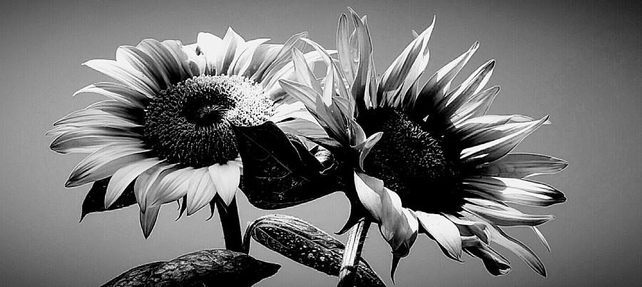 Sunflower Duo BW Photograph by Alexis King-Glandon