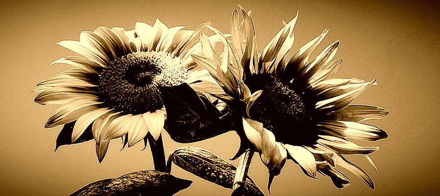 Sunflower Duo in sepia Photograph by Alexis King-Glandon