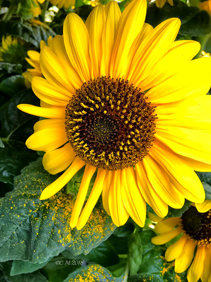 Sunflower Dusting Photograph by Catherine Melvin - Fine Art America