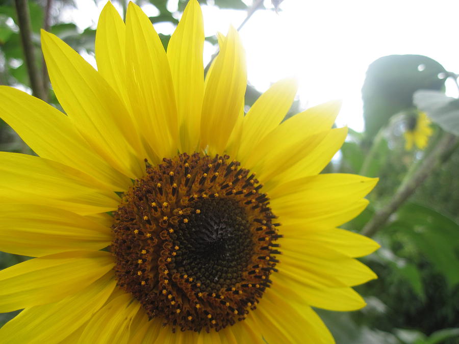 Sunflower Photograph by Elizabeth White - Fine Art America