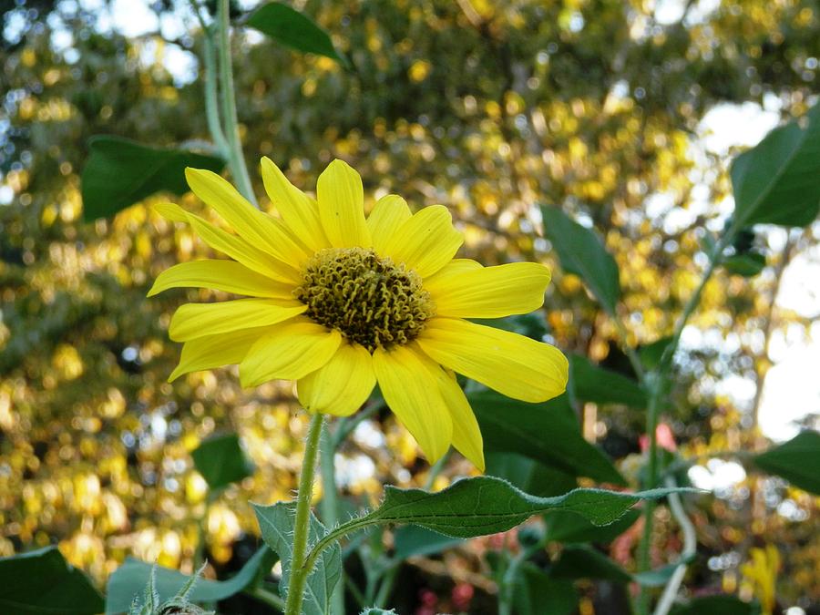 Sunflower Enjoying Golden Eve Photograph by Belinda Lee