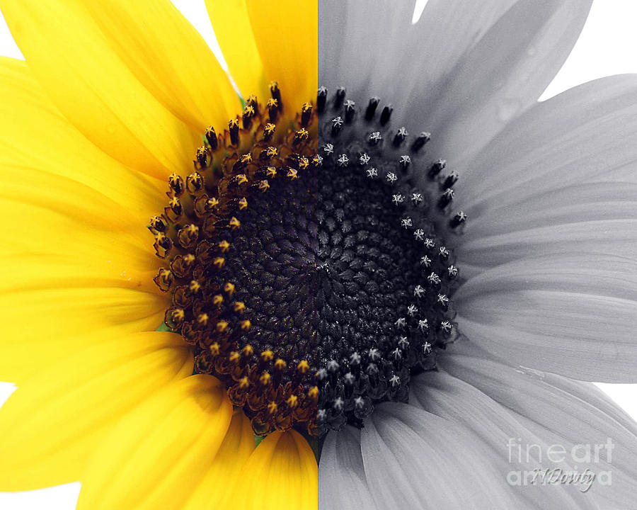 Sunflower Equinox Photograph by Natalie Dowty