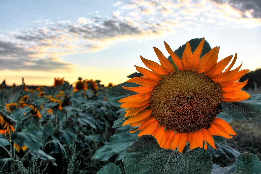 Sunflower evening Photograph by David Matthews
