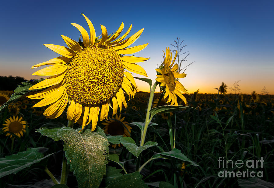 Nature Photograph - Sunflowers At Sundown by Robert Frederick