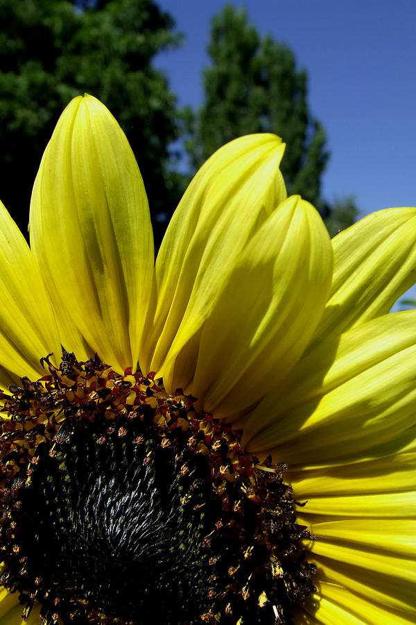 Sunflower Photograph by Everett Bowers