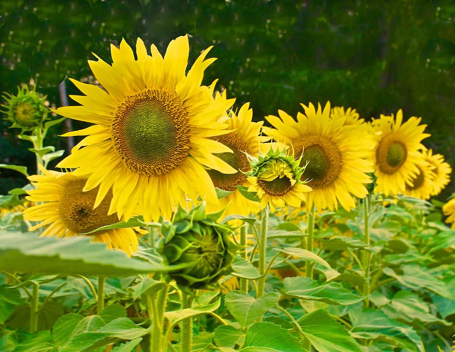 Sunflower Explosion Photograph by Betty Arnold - Pixels