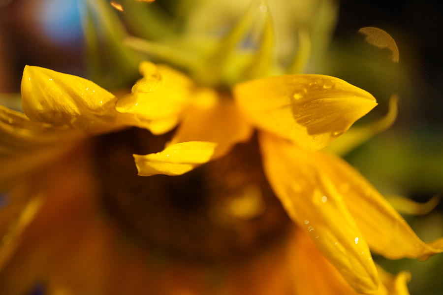 Sunflower Photograph by Faashie Sha