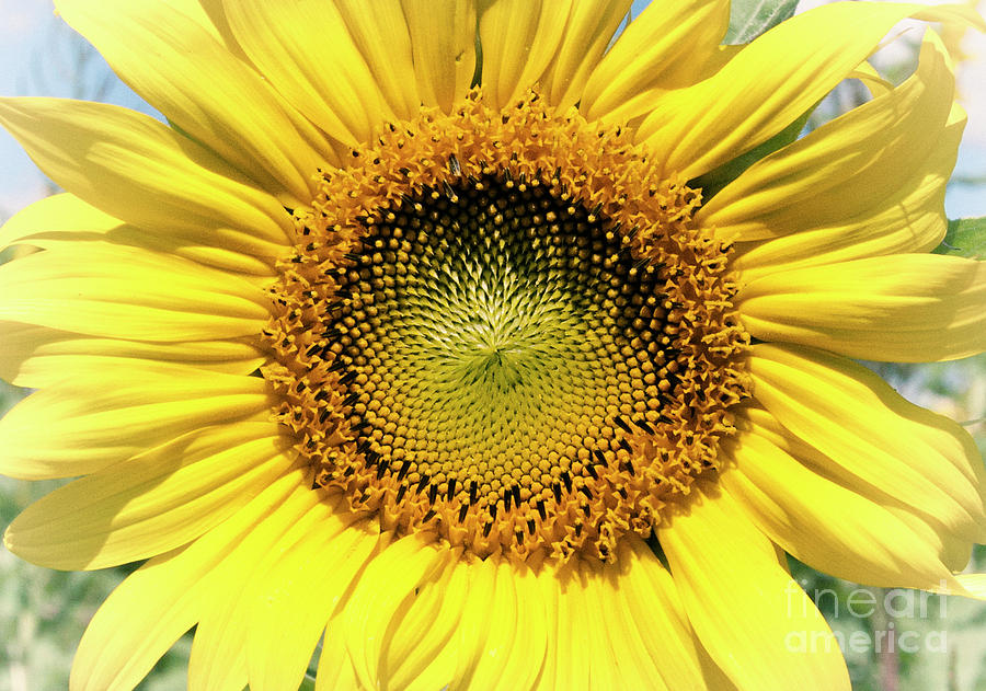 Sunflower Face Photograph by Pam  Holdsworth