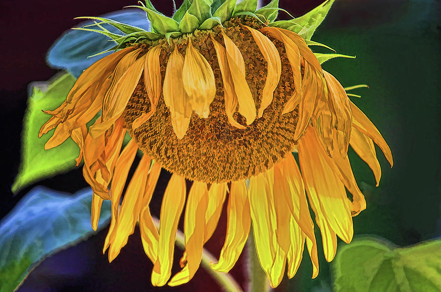 Sunflower - Fading Glory Photograph by HH Photography of Florida