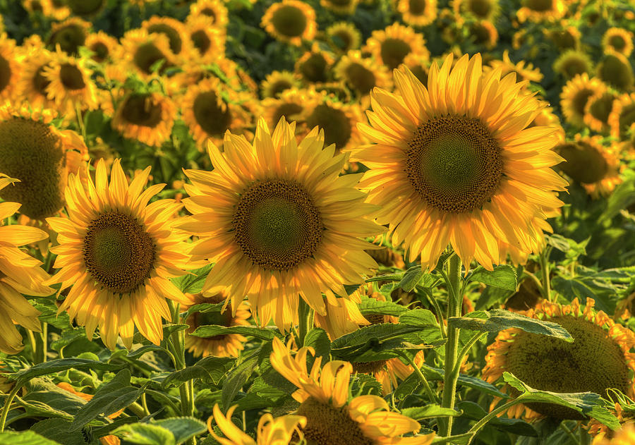 Sunflower Family Photograph by Mark Kiver