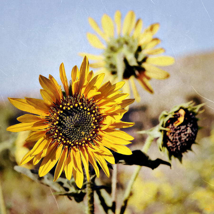 Sunflower Family Portrait Photograph by Glenn McCarthy Art and Photography