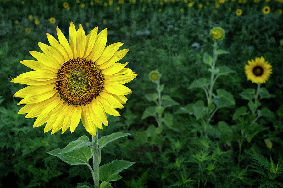 Sunflower Family Photograph by Robert Fawcett