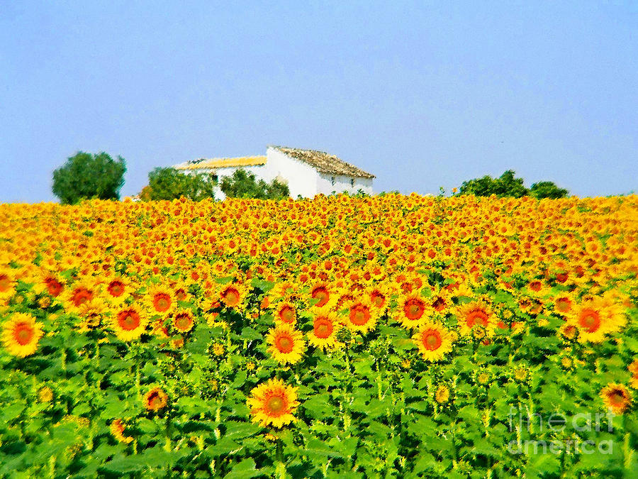 Flower Photograph - Sunflower Farm - Art by JB John