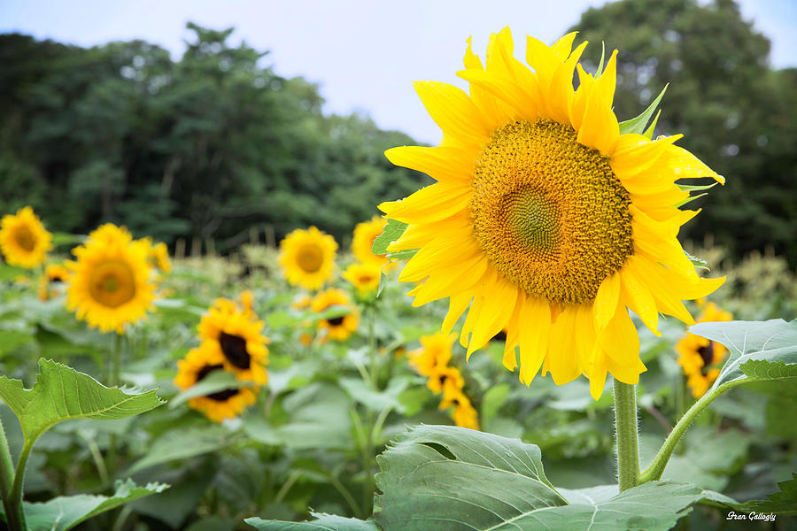 Sunflower Farm Photograph by Fran Gallogly