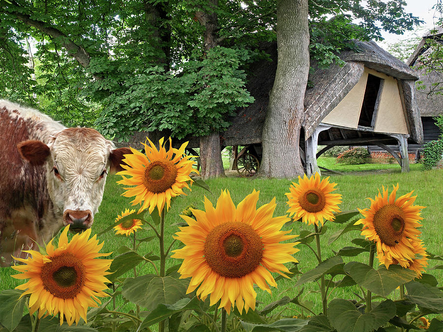 Sunflower Farm Photograph by Gill Billington
