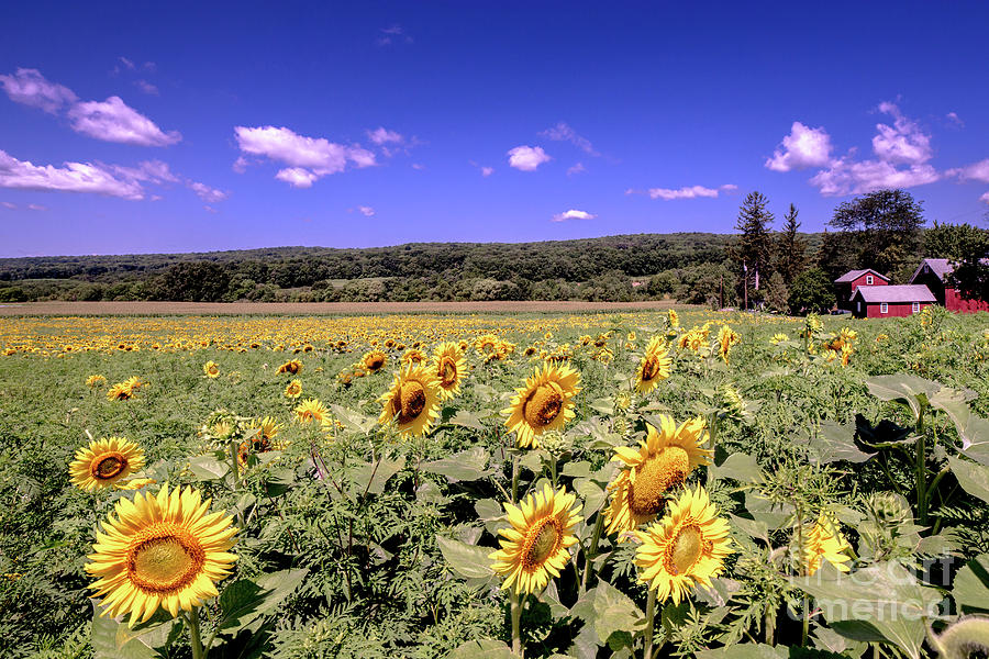Sunflower Farm Photograph by Jim DeLillo