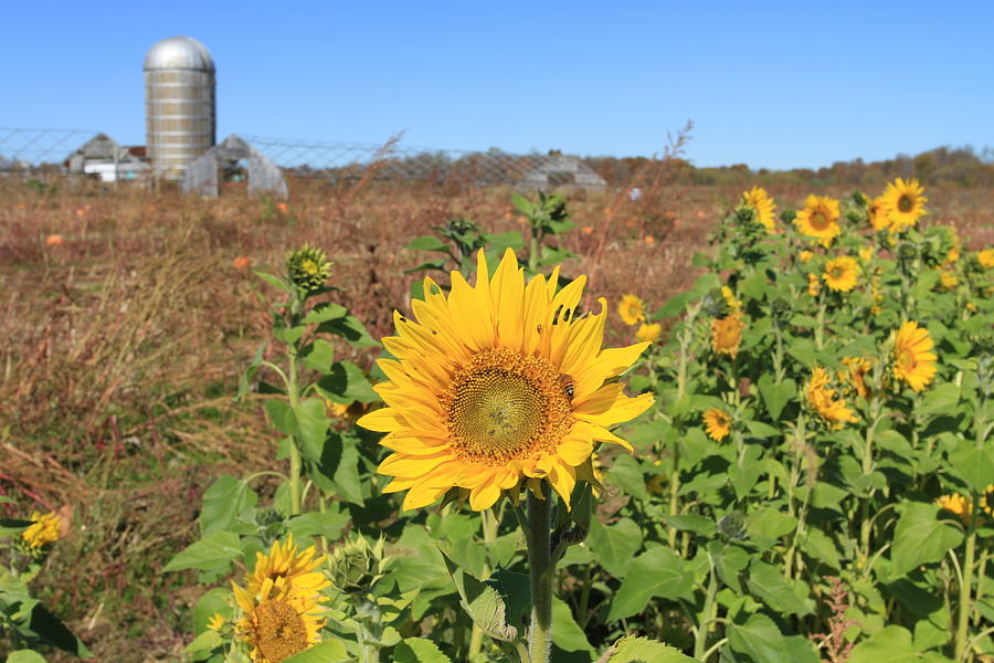 Sunflower Farm Photograph by Karen Ruhl