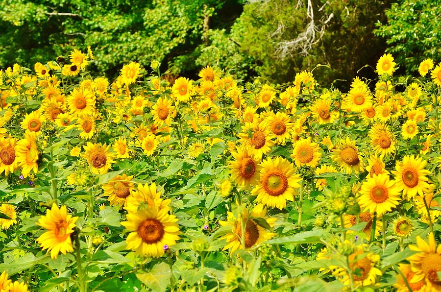 Sunflower Photograph - Sunflower Farm by Kim Bemis