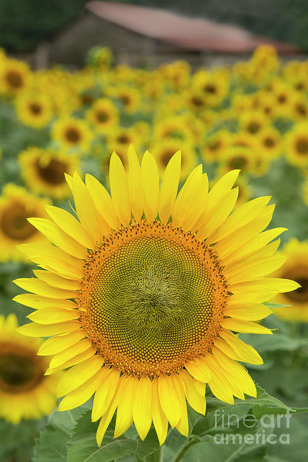 Sunflower Farm Photograph by Linda D Lester