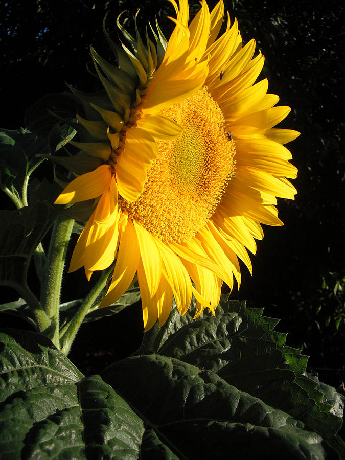 Sunflower Photograph - Sunflower by Felicia Cawley